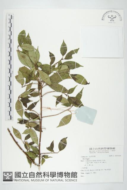 登錄號:S136264藏品圖，第1張