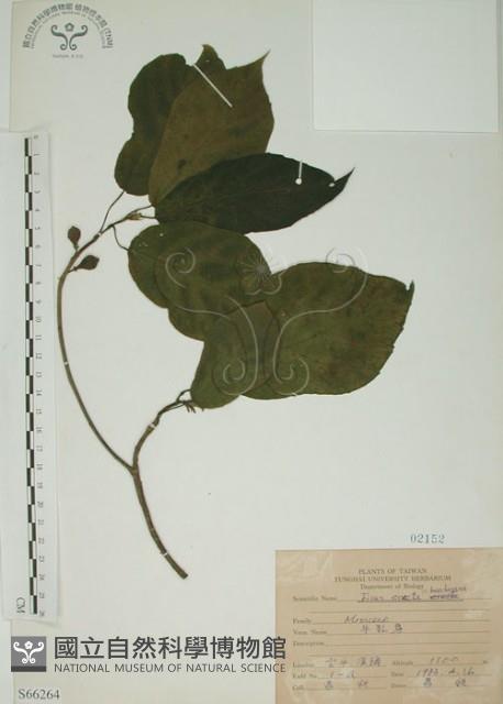 牛乳榕藏品圖，第1張