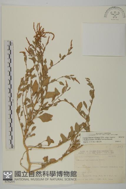 變葉藜藏品圖，第1張