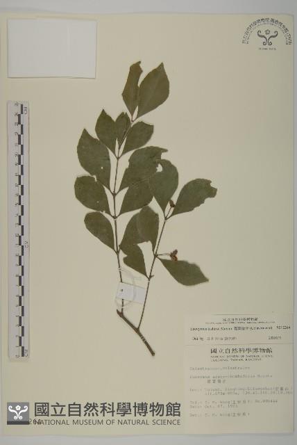 菱葉衛矛藏品圖，第1張