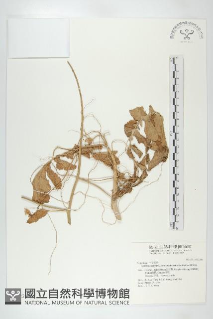 濱萊菔藏品圖，第1張