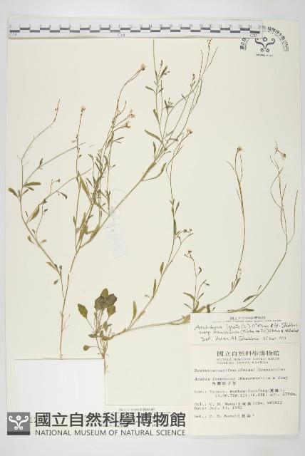 玉山筷子芥藏品圖，第1張