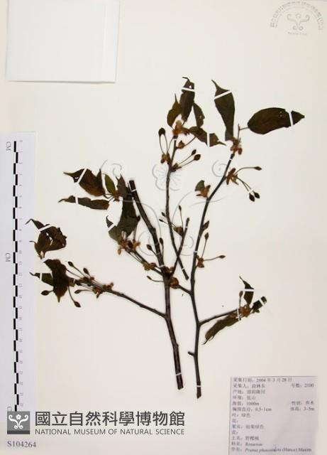 墨點櫻桃、黑星櫻藏品圖，第1張