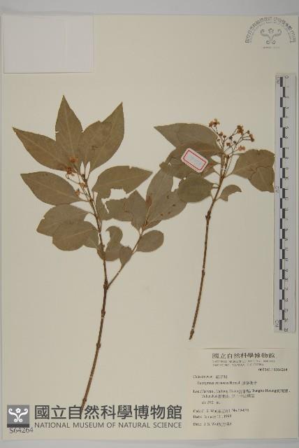 厚葉衛矛, 源一木藏品圖，第1張