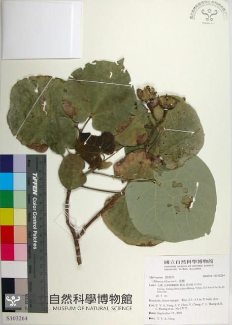 黃槿藏品圖，第1張