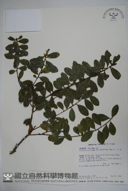 假黃楊藏品圖，第1張