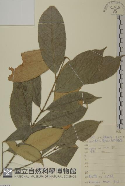 革葉衛矛藏品圖，第1張