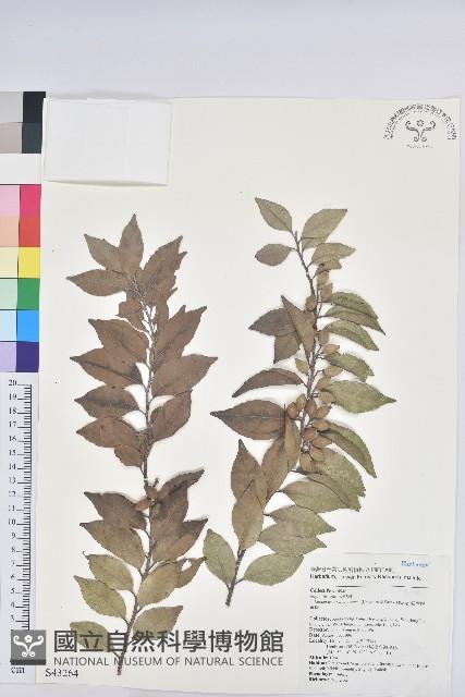 臺灣假黃楊藏品圖，第1張