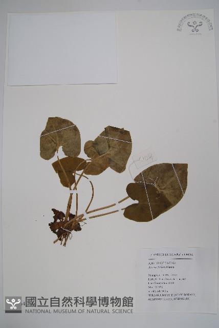 杜衡藏品圖，第1張