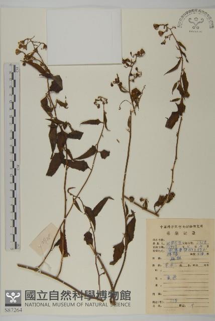 登錄號:S087264藏品圖，第1張