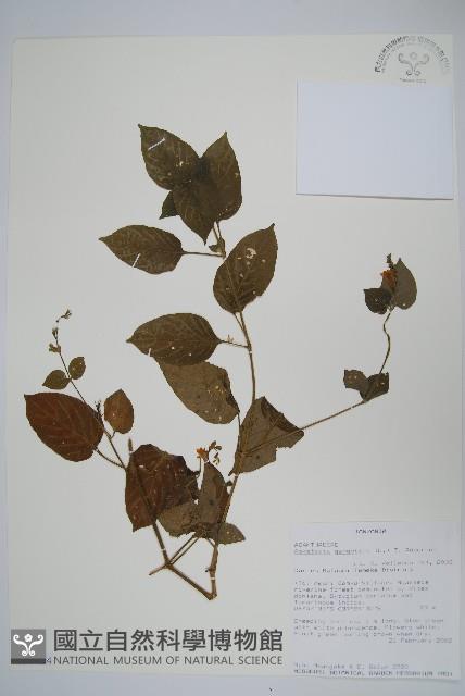 赤道櫻草藏品圖，第1張