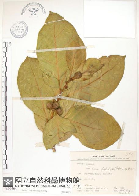 大冇榕、稜果榕藏品圖，第1張