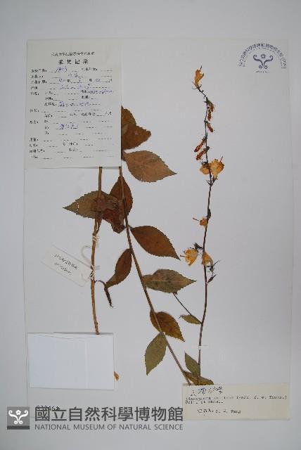 雲南沙參藏品圖，第1張