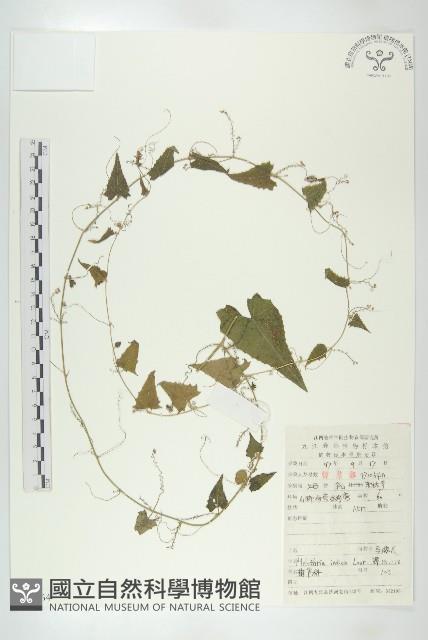 老鼠冬瓜藏品圖，第1張