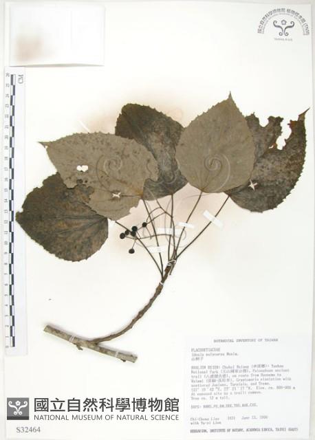 山桐子藏品圖，第1張