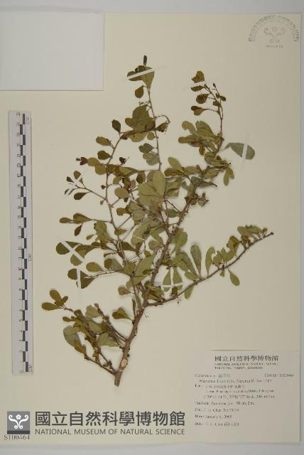 北仲, 刺裸實藏品圖，第1張