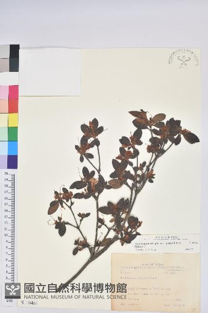 紅毛杜鵑藏品圖，第1張