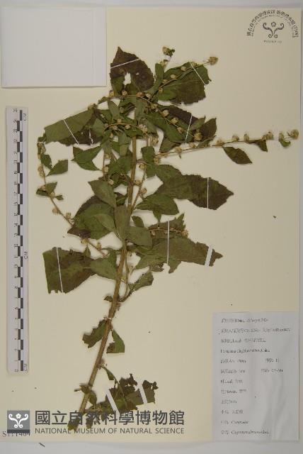 天名精藏品圖，第1張