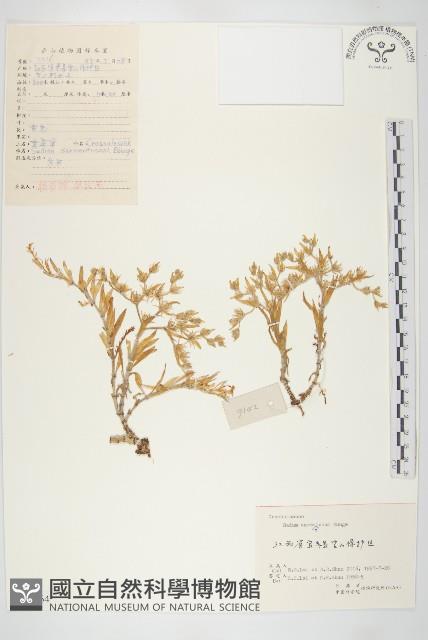 垂盆草藏品圖，第1張