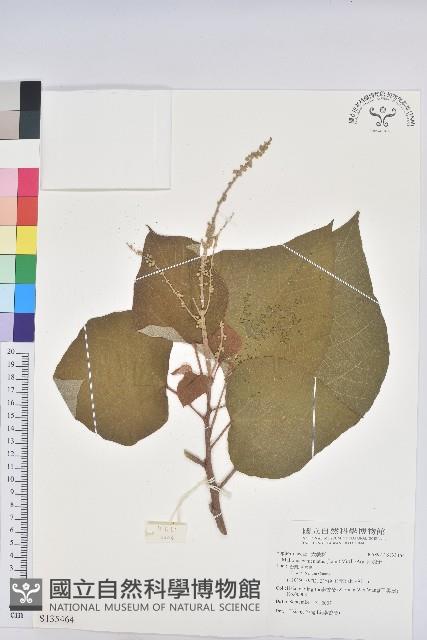 白匏子藏品圖，第1張