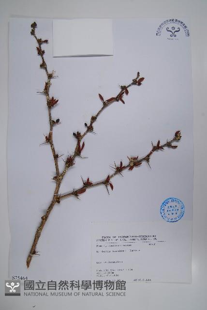 臺灣小蘗藏品圖，第1張