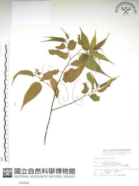 銳葉山黃麻藏品圖，第1張