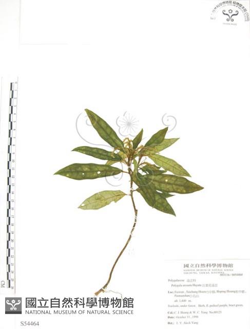 巨葉花遠志藏品圖，第1張