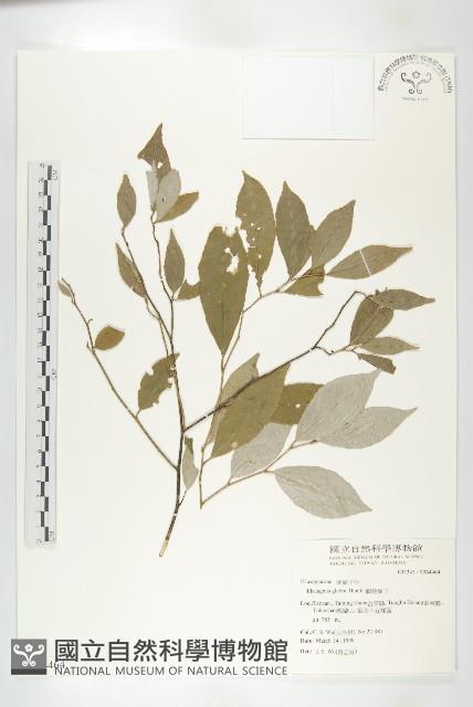 藤胡頹子藏品圖，第1張