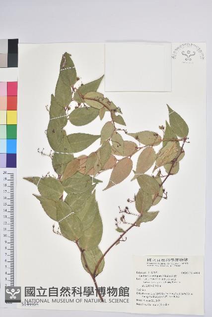 白珠樹藏品圖，第1張