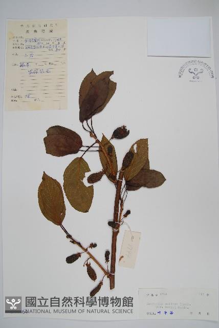 京梨獼猴桃藏品圖，第1張