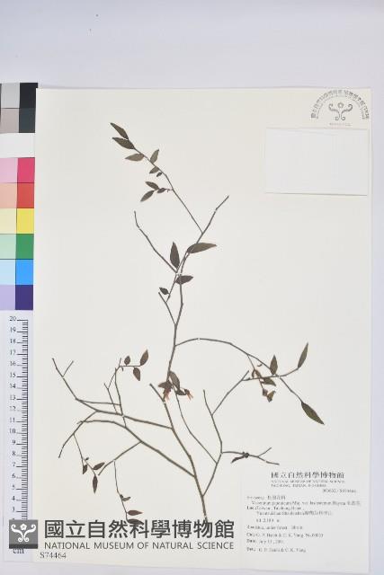 毛蕊花藏品圖，第1張