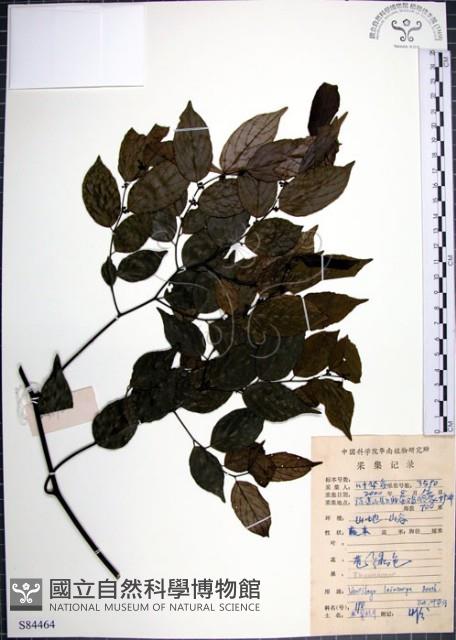 光果翼核木藏品圖，第1張