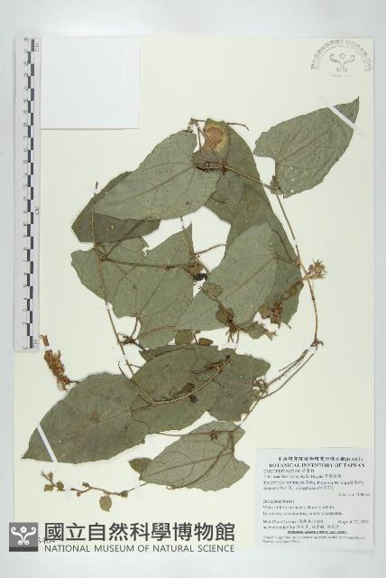 芋葉括樓藏品圖，第1張