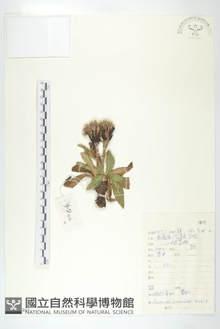 長毛鳳毛菊藏品圖，第1張