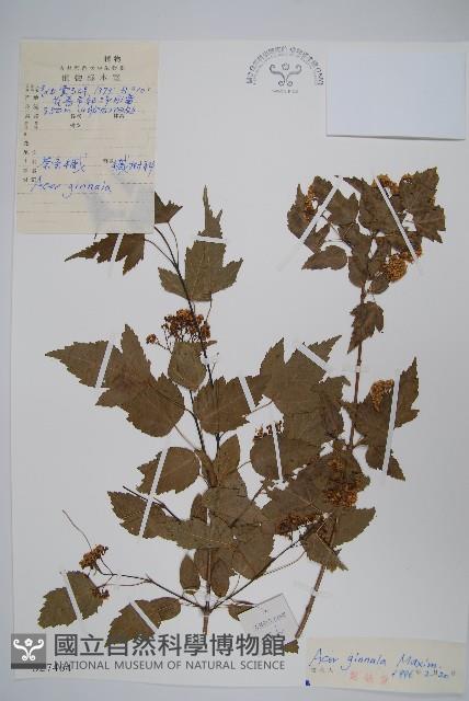 華北茶條槭藏品圖，第1張