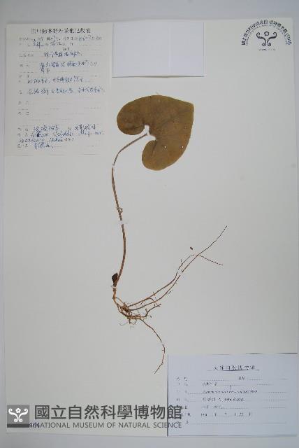 漢城細辛藏品圖，第1張