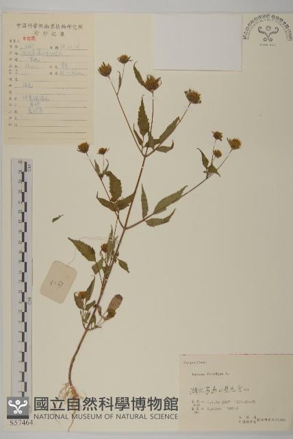 大狼把草藏品圖，第1張