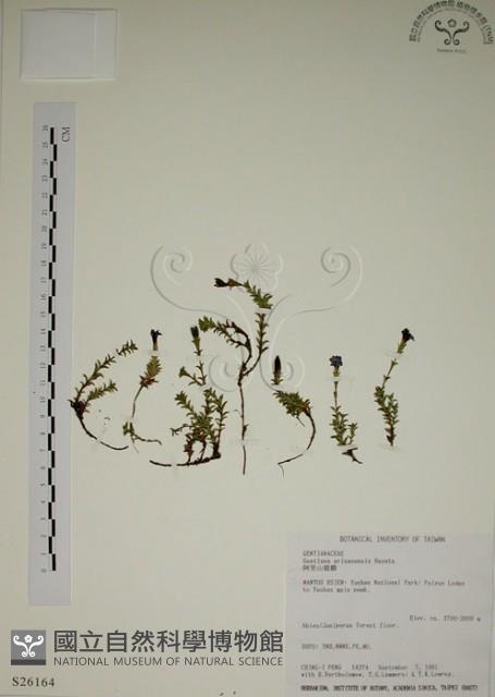 阿里山龍膽藏品圖，第1張