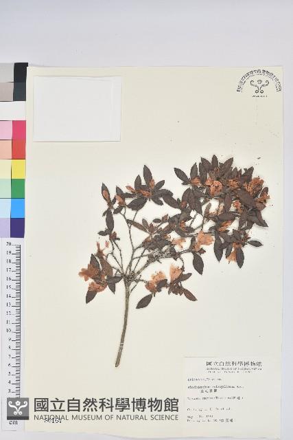 紅毛杜鵑藏品圖，第1張