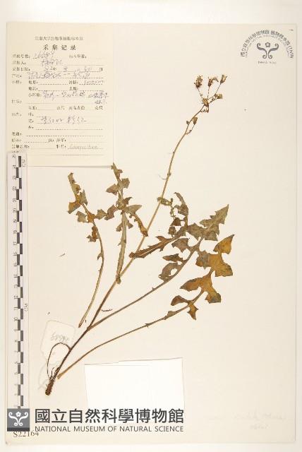 齒緣苦實藏品圖，第1張