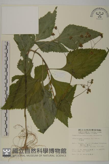 下田菊藏品圖，第1張