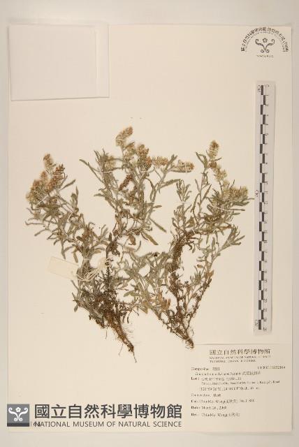 直莖鼠麴草藏品圖，第1張