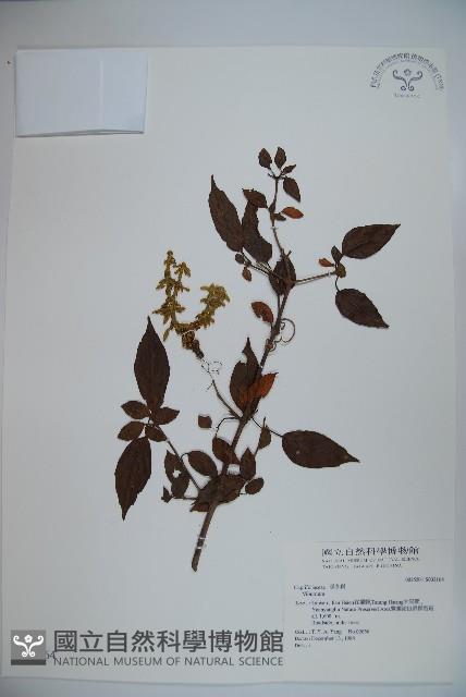 登錄號:S032164藏品圖，第1張