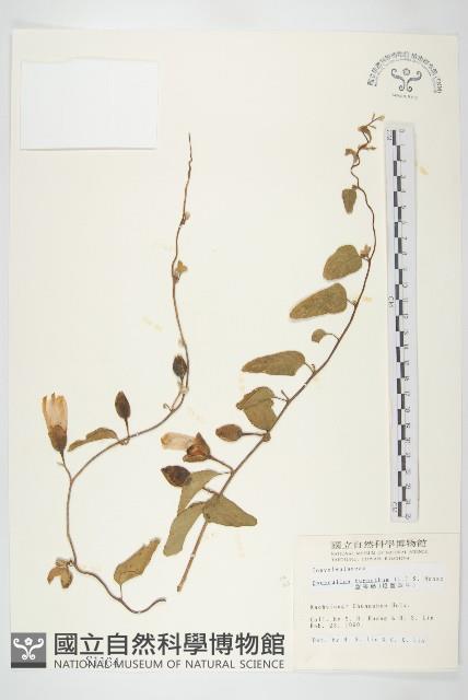 盒果藤藏品圖，第1張