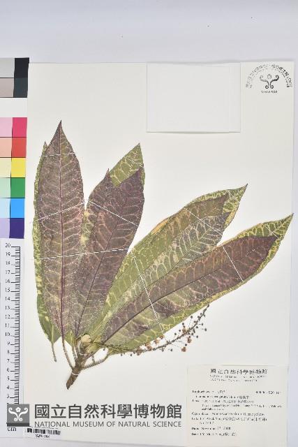 變葉木藏品圖，第1張