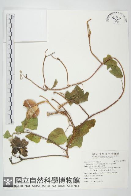 盒果藤藏品圖，第1張