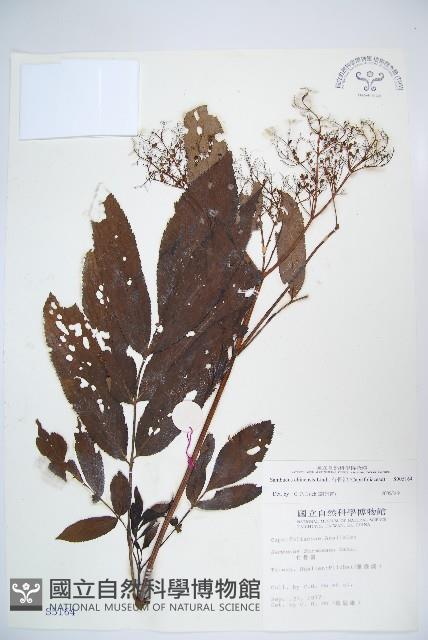 冇骨消藏品圖，第1張