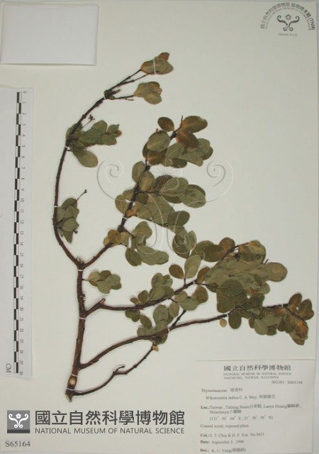 南嶺蕘花藏品圖，第1張