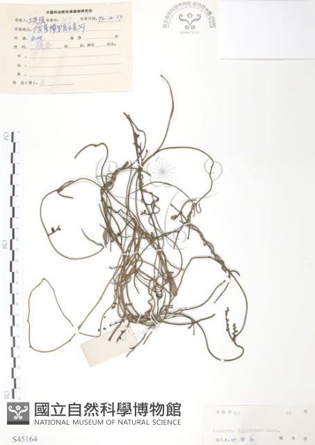 無根草藏品圖，第1張