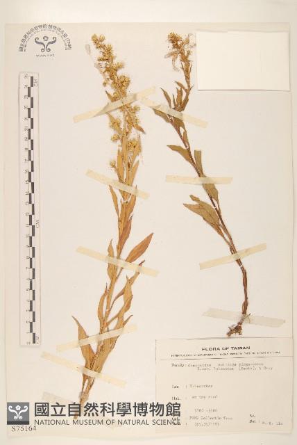 一枝黃花藏品圖，第1張